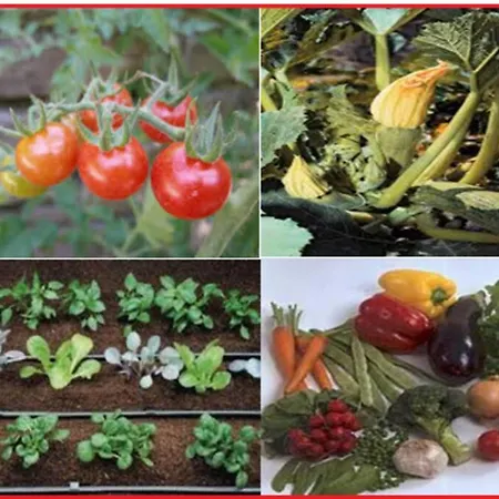 Appartement Seaside In Agia Effimia Agia Efimia